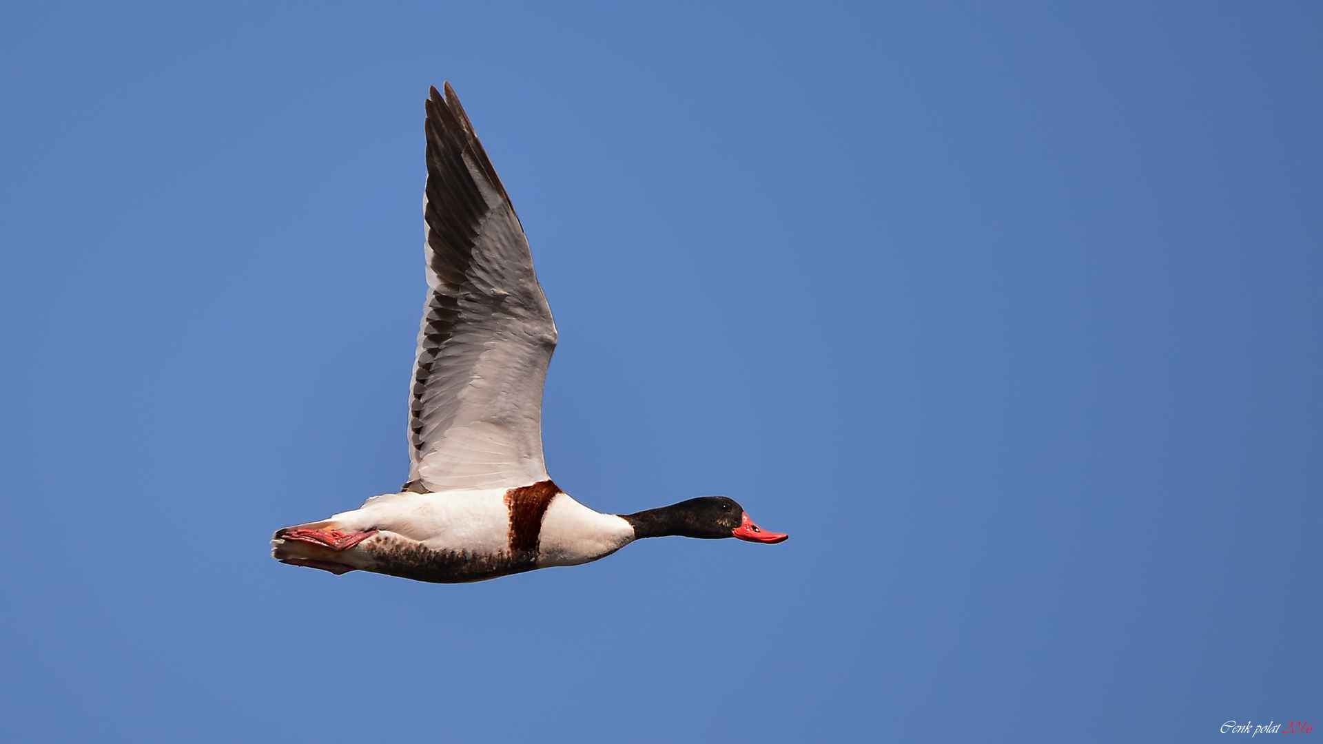 Common Shelduck